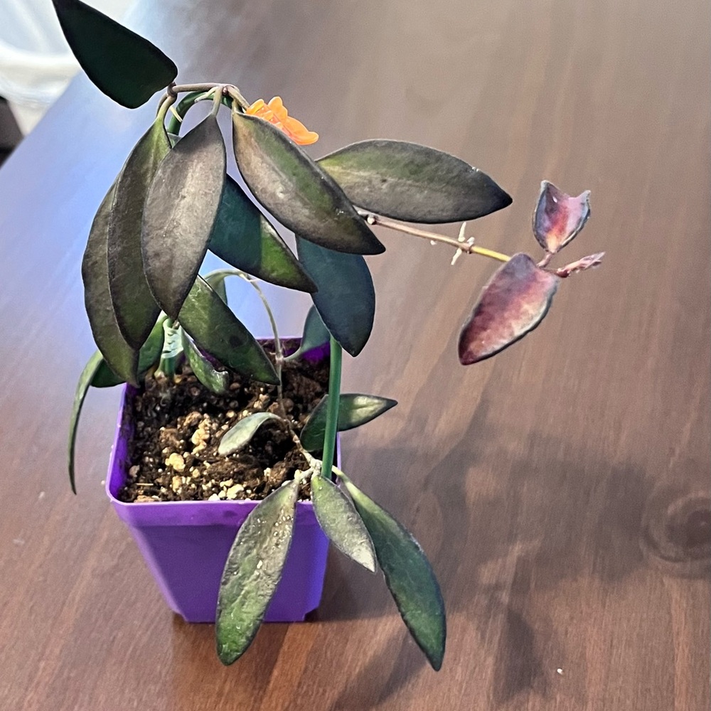 Hoya Rosita